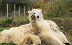 Highland Wildlife Park Polar Bear