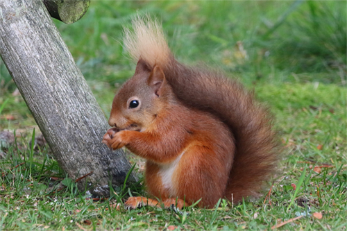 wildlife in the garden and outdoor area